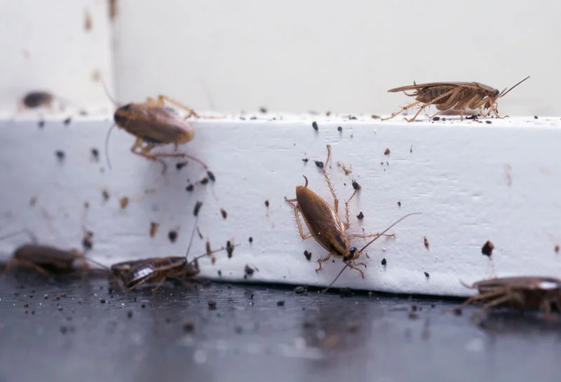 Invasion cafards et blattes