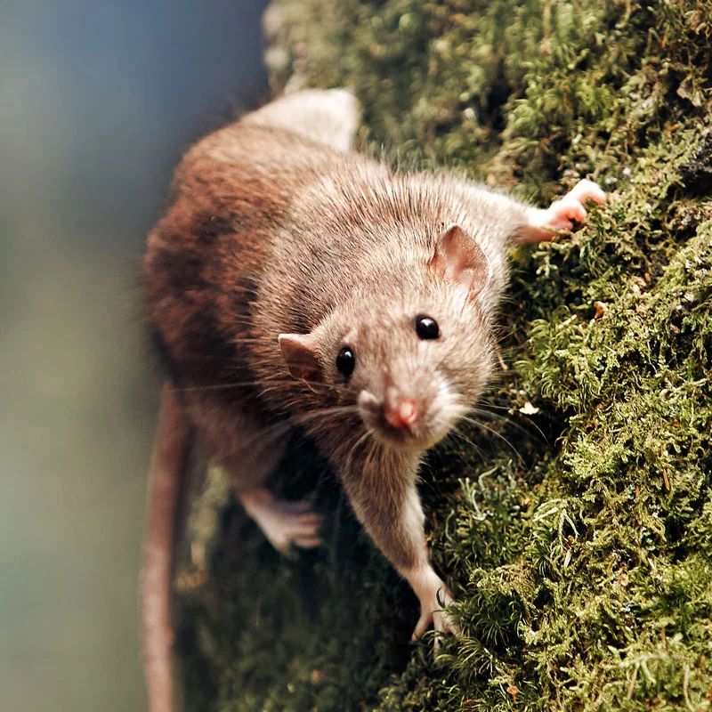  KILPEST - Dératisation Rat d'égout